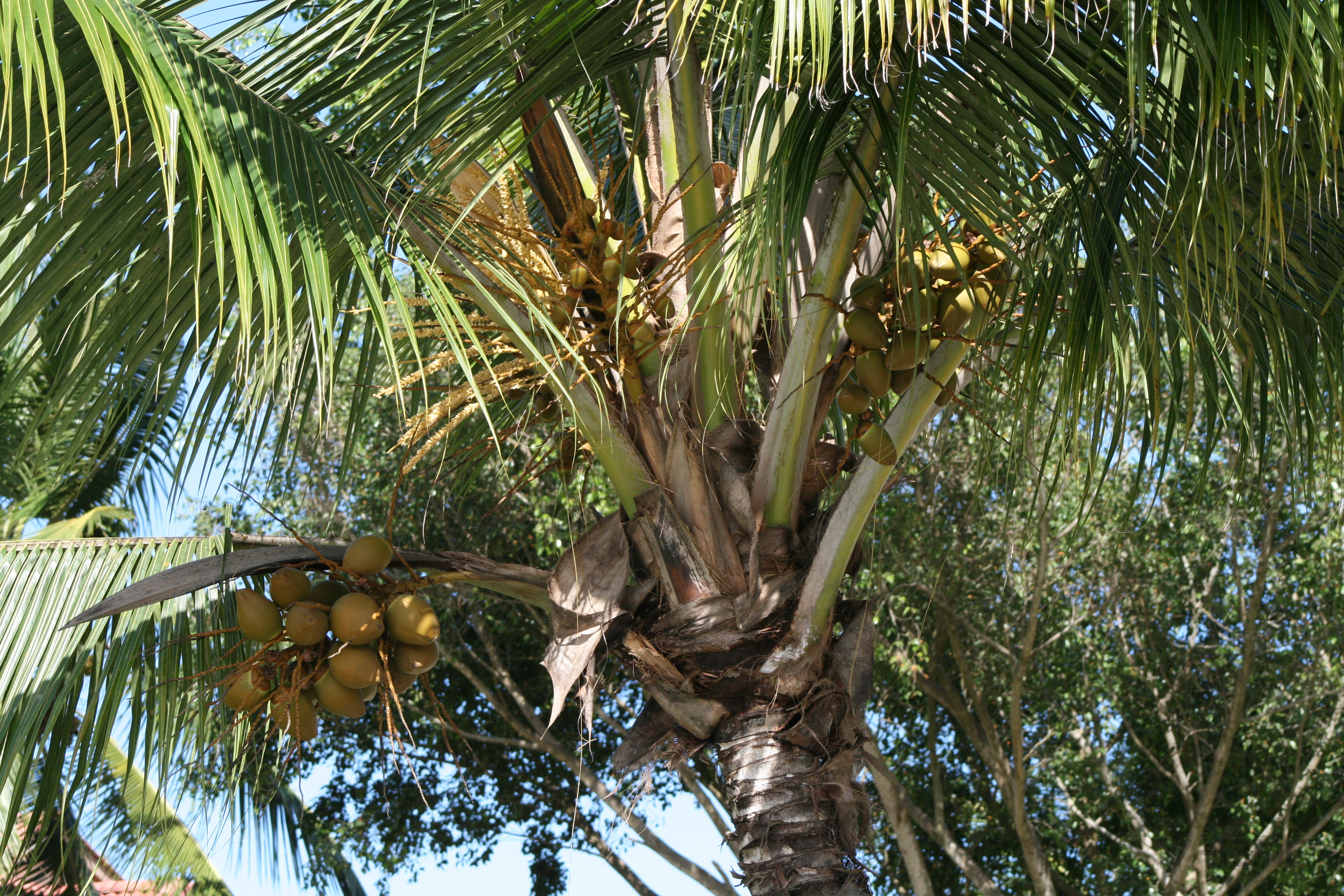 2009 DomRep1