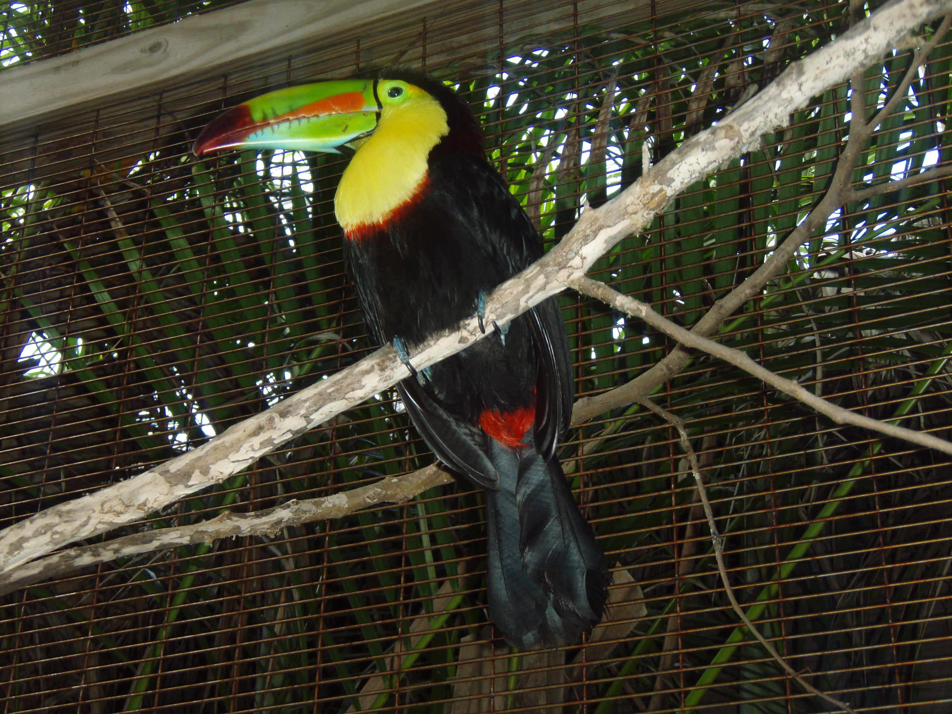 2009 DomRep6