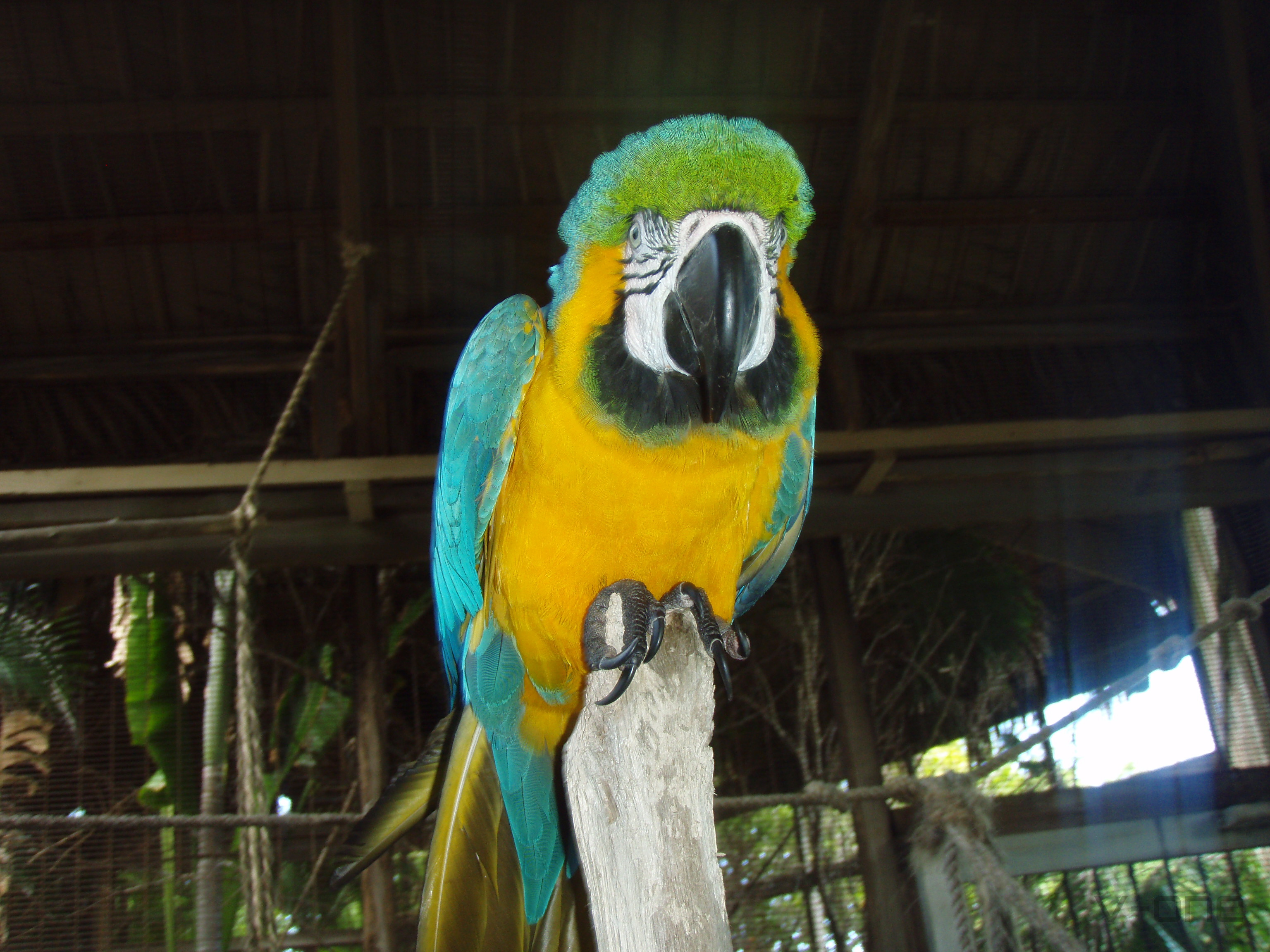 2009 DomRep7