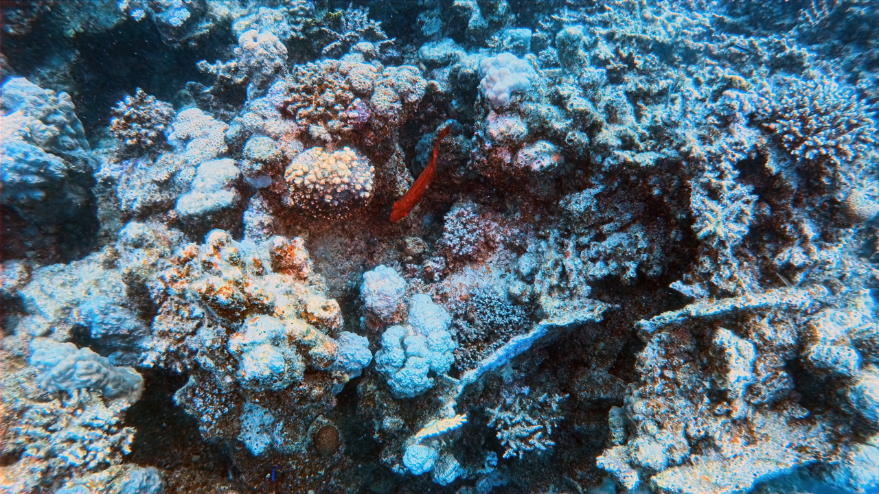 IMG_20250319_153923_163 Large