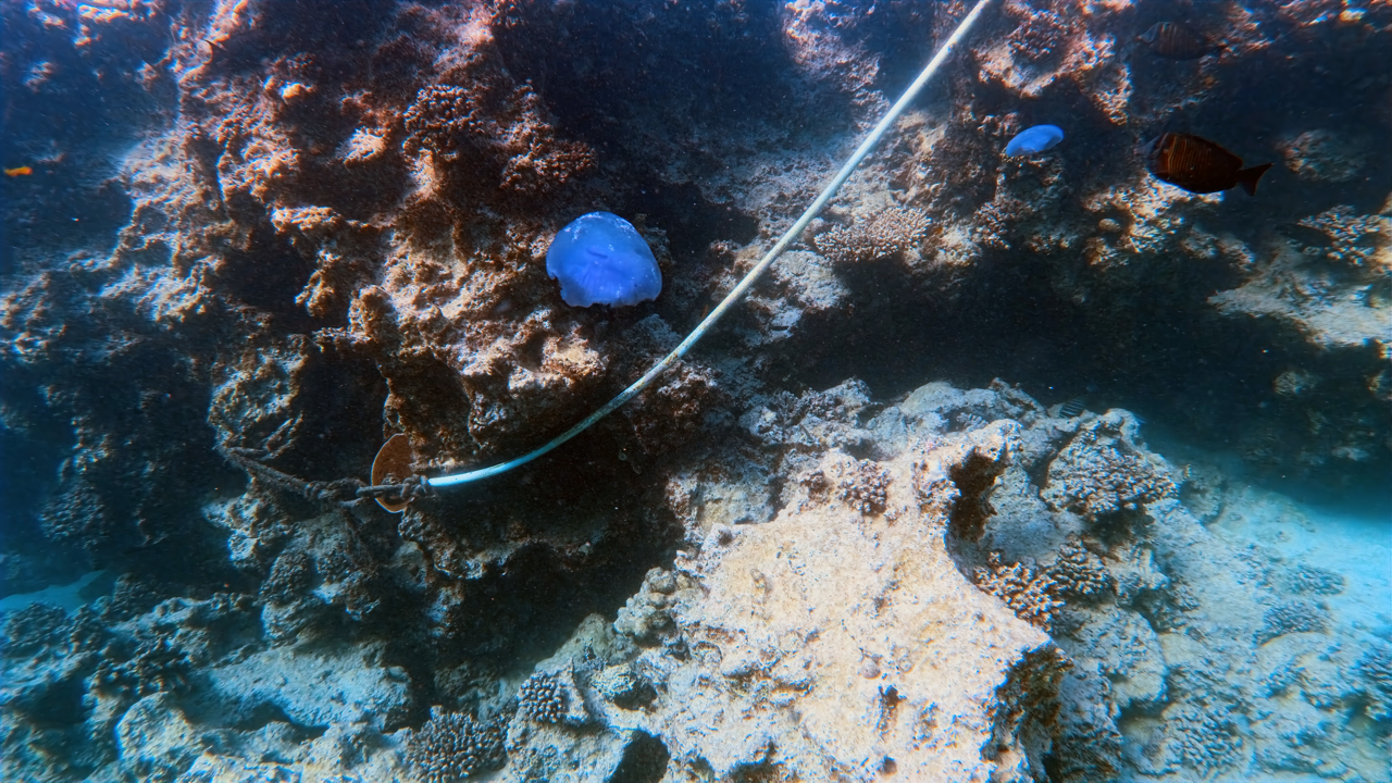 IMG_20250319_155416_167 Large