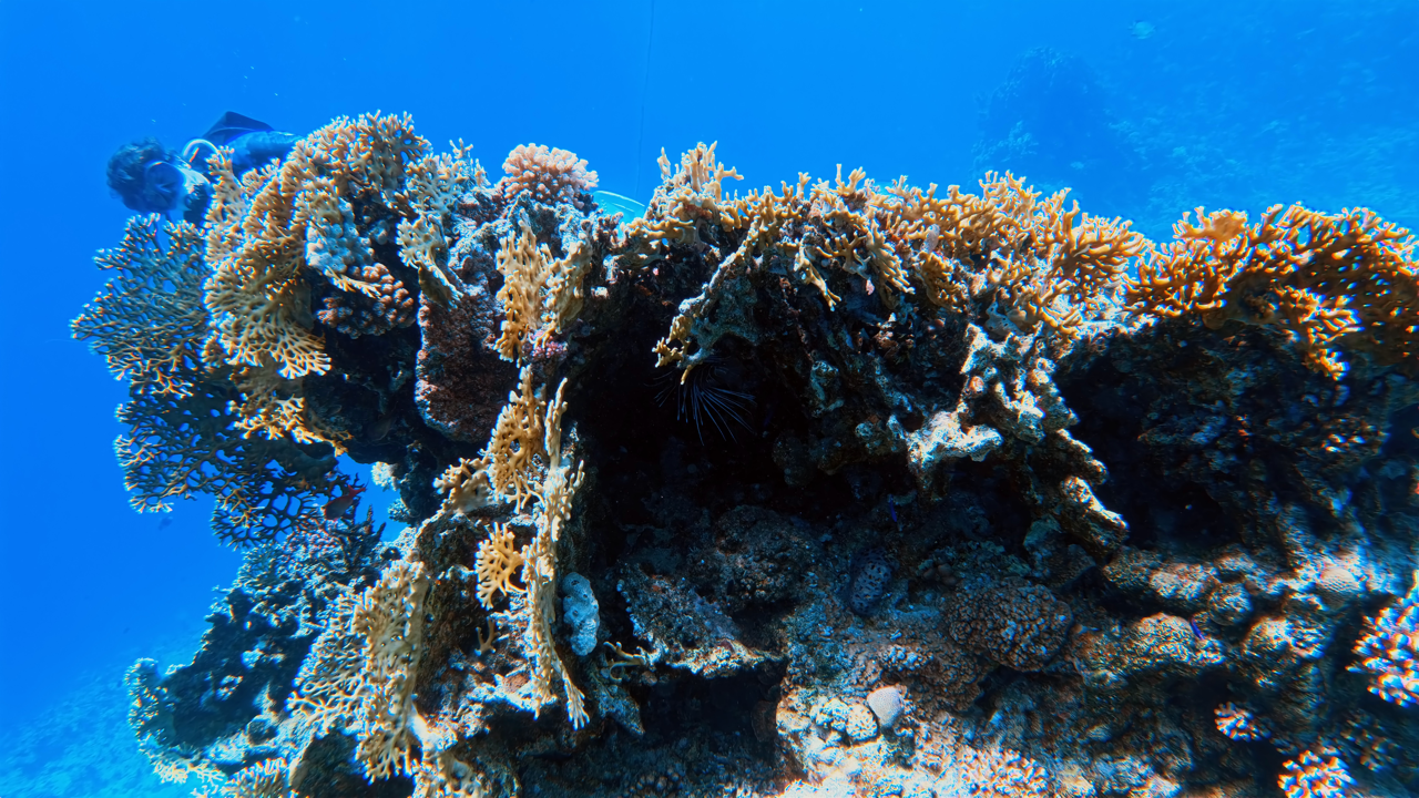 IMG_20250614_100205_278 Large