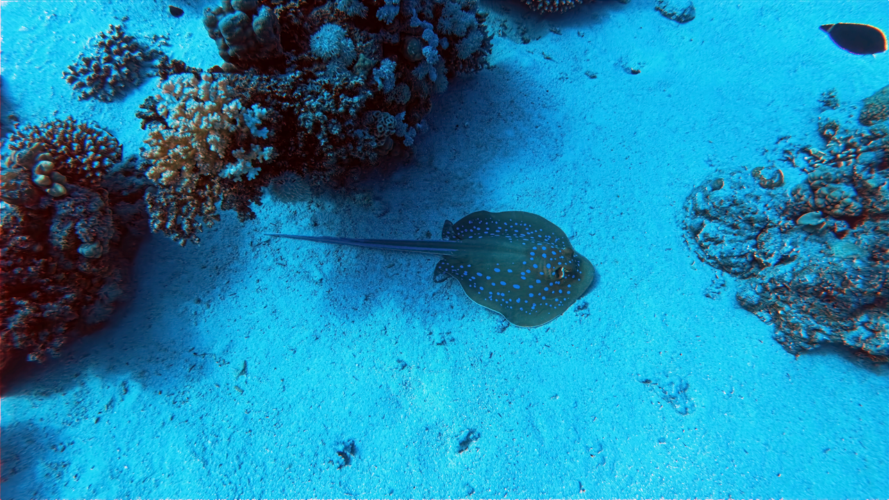 IMG_20250723_150454_458 Large