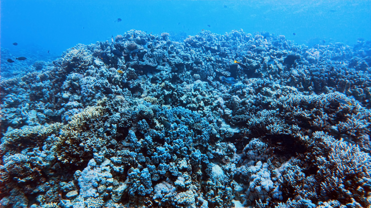 IMG_20250724_085145_495 Large