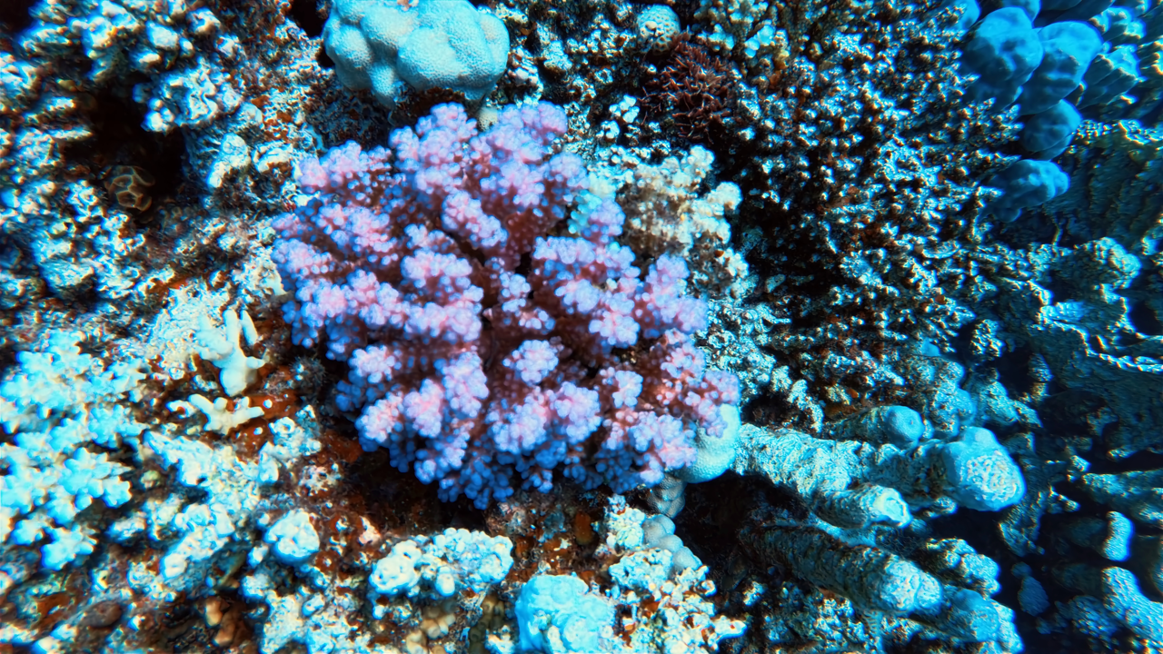 IMG_20250726_085349_594 Large