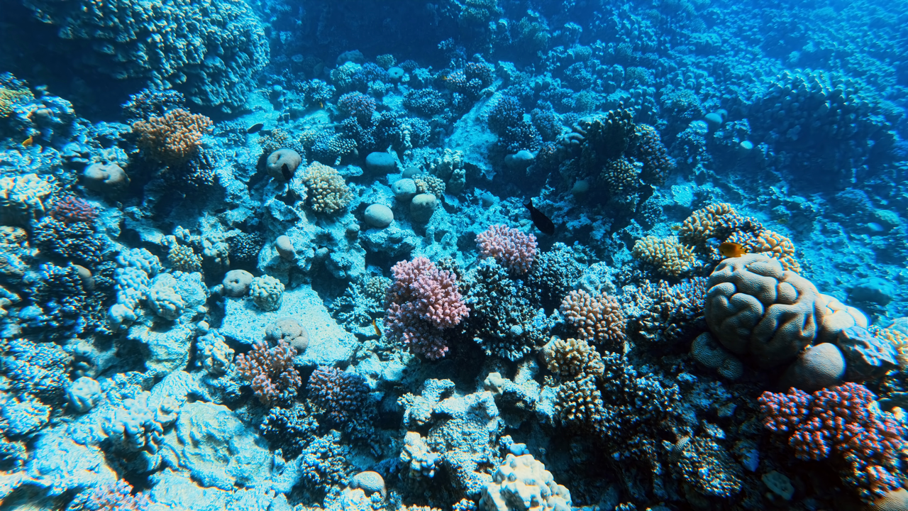 IMG_20250726_090246_605 Large