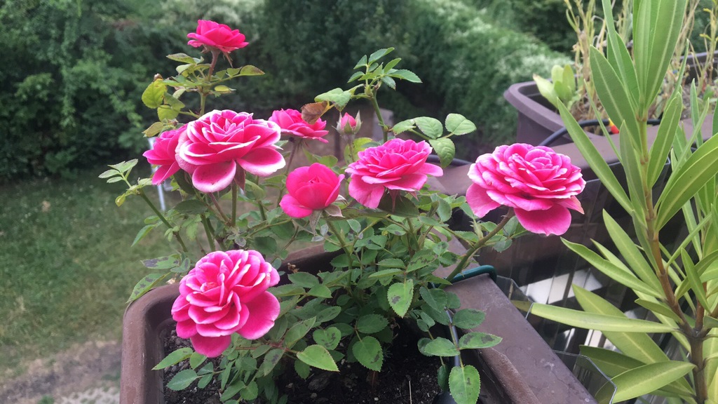 rose