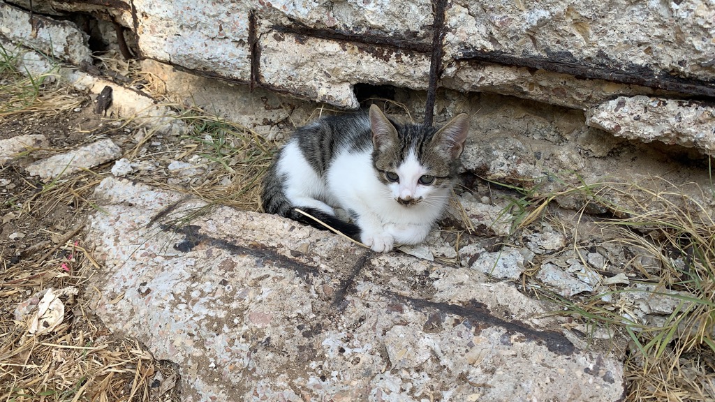 cats01