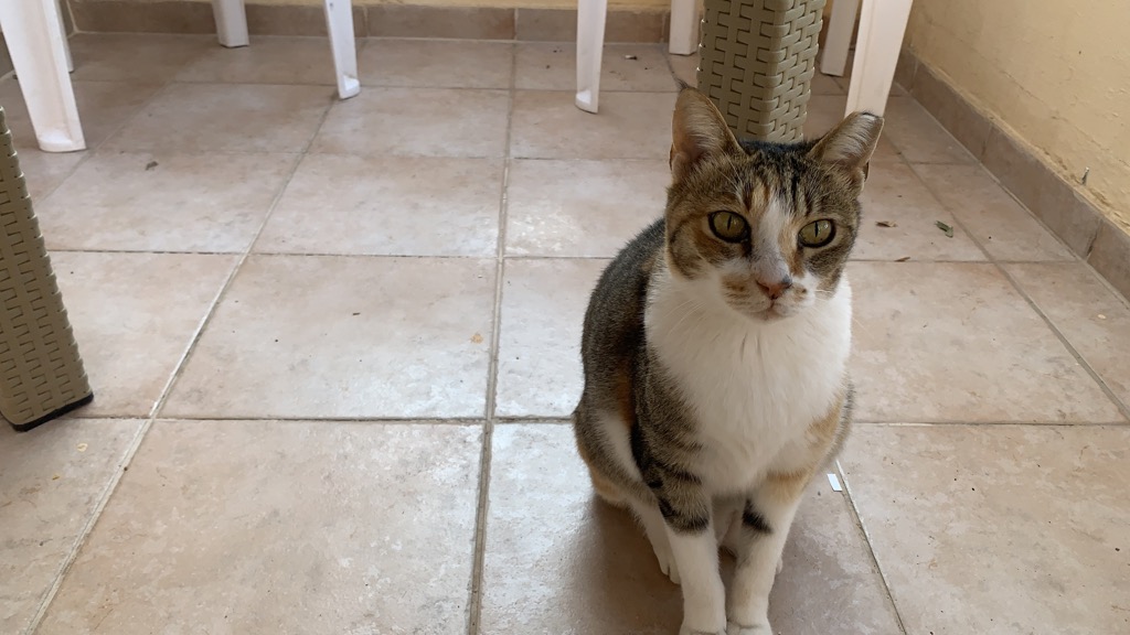 cats03