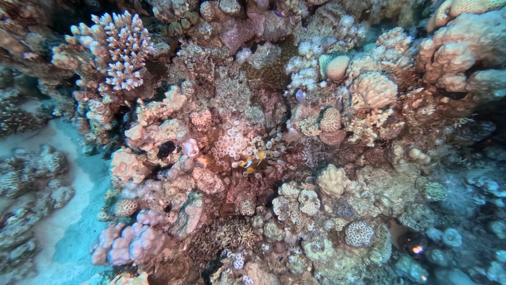 dive03