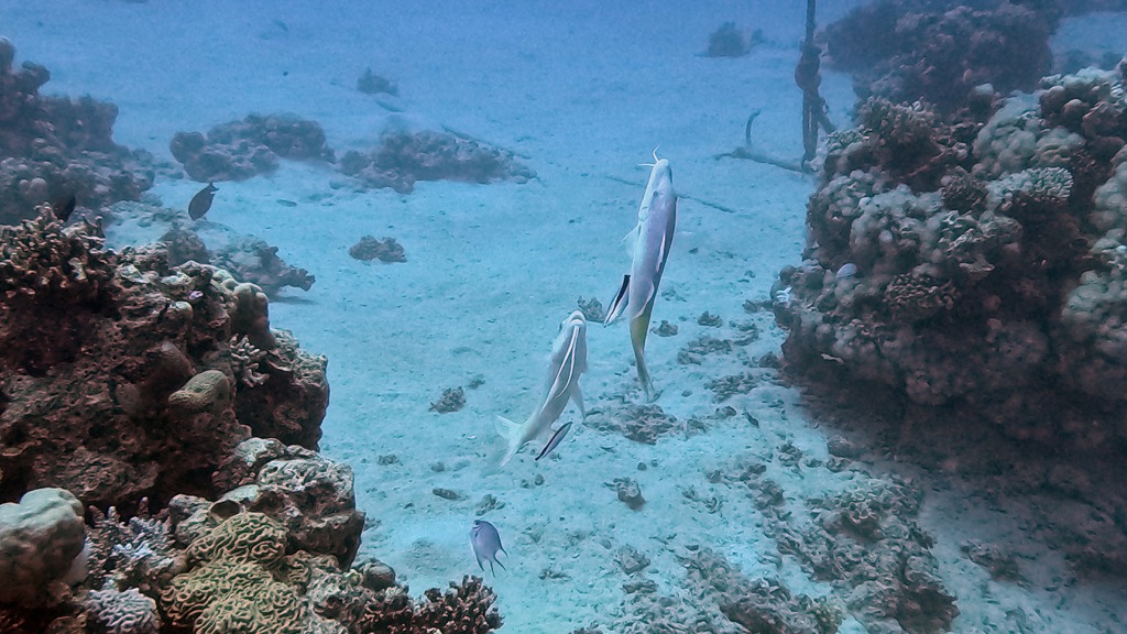 dive10