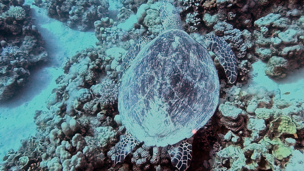 dive11