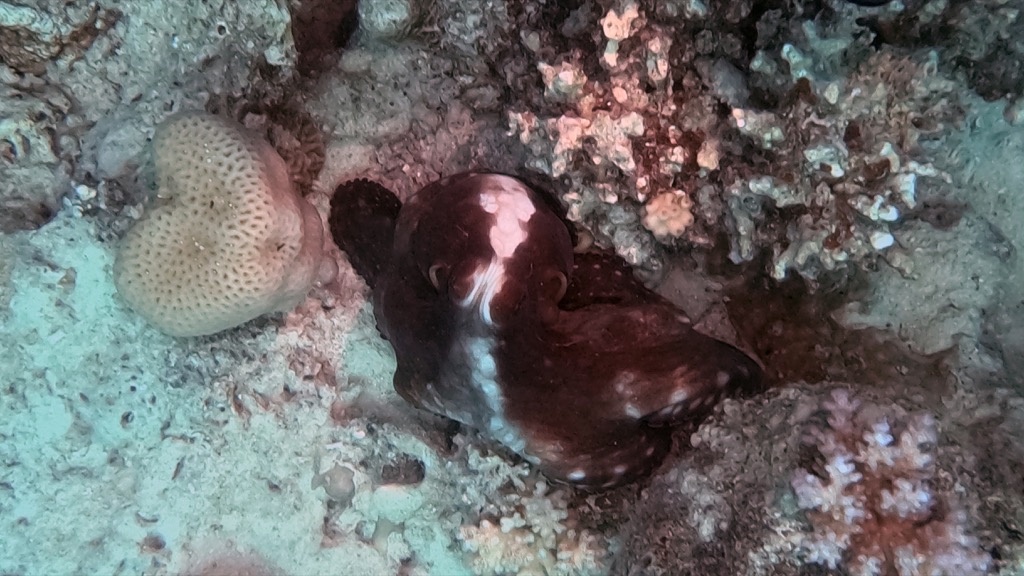 dive13