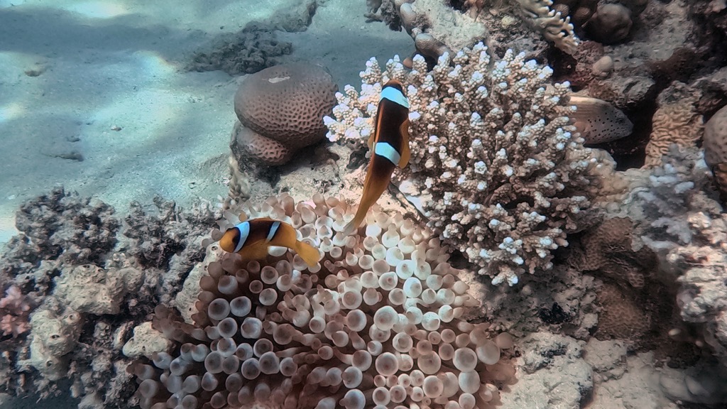 dive14