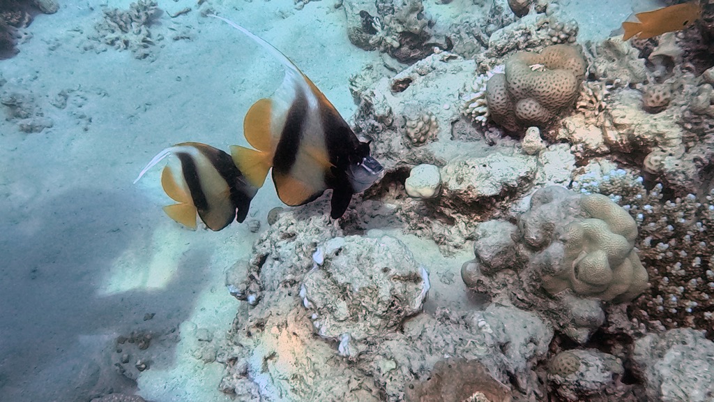 dive15