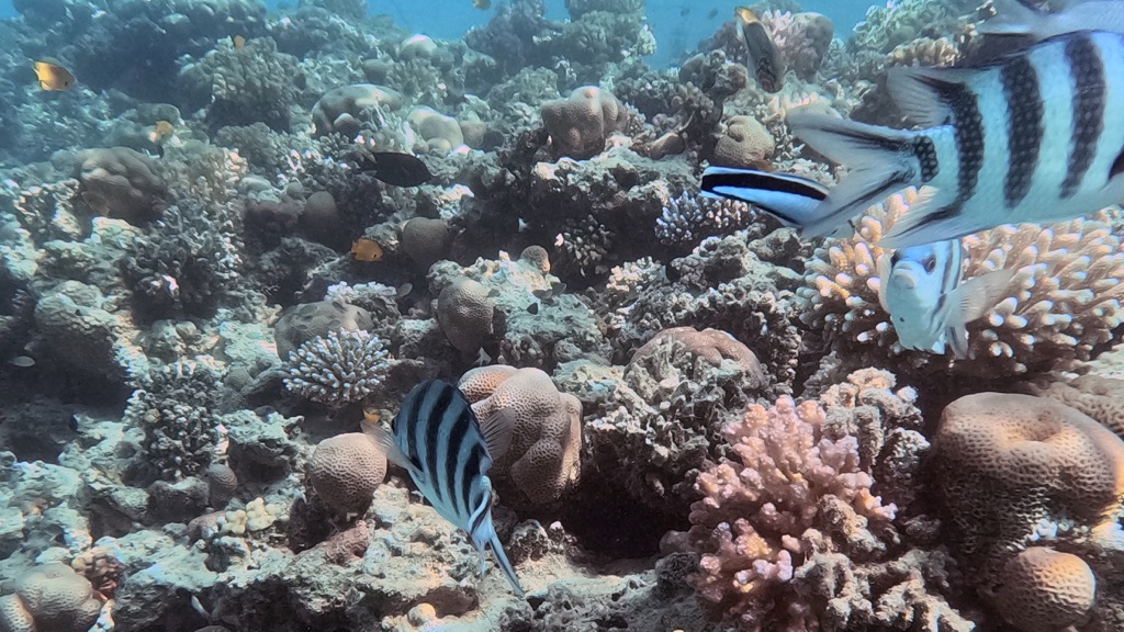 dive16