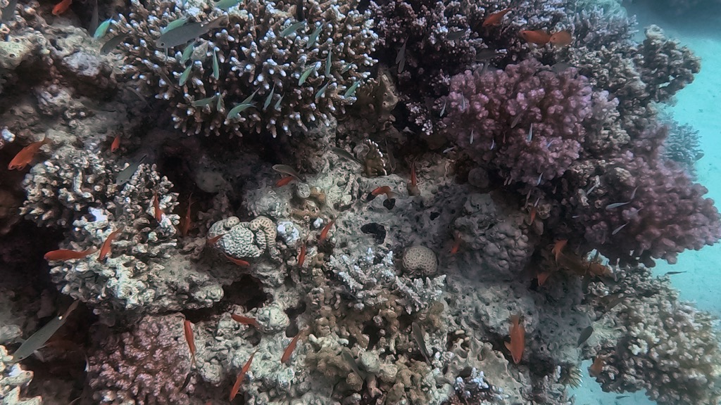 dive19