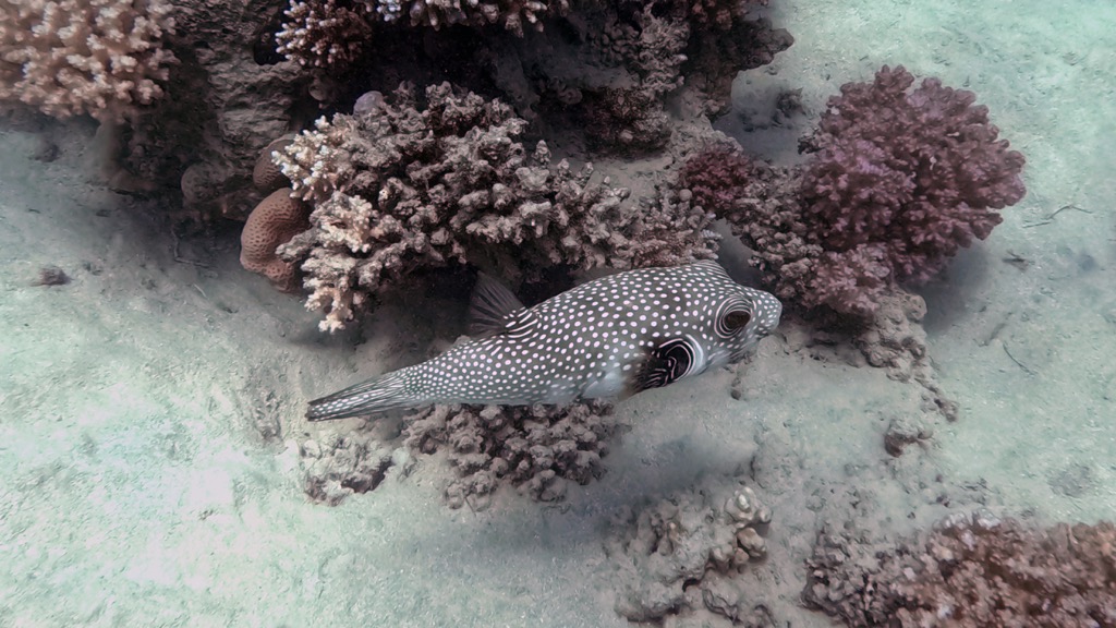 dive20