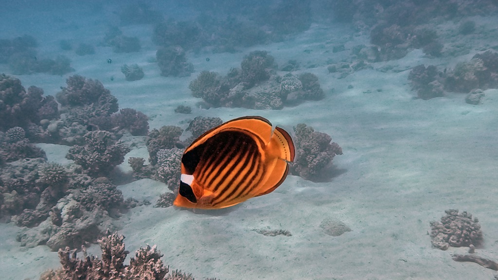 dive21