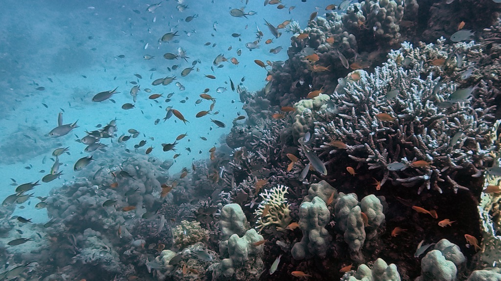 dive24