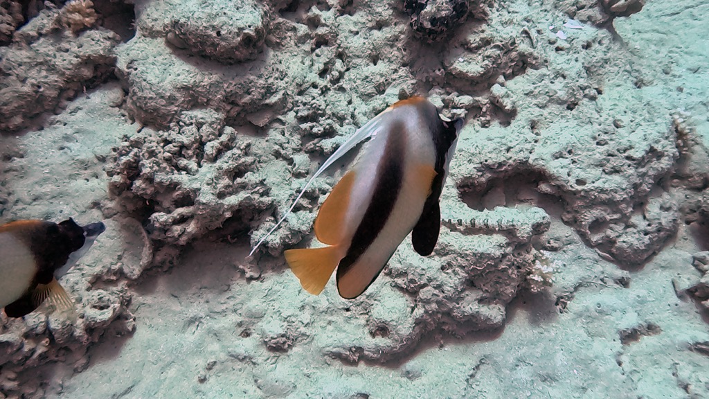 dive27