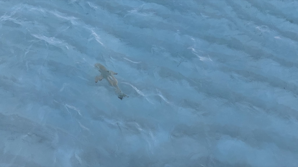 shark01
