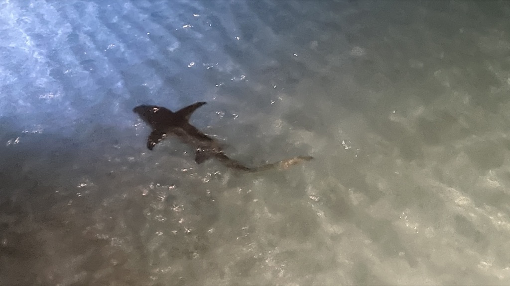 shark03