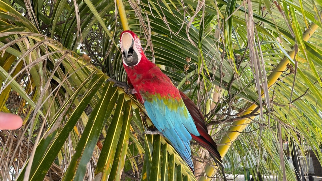 Coco