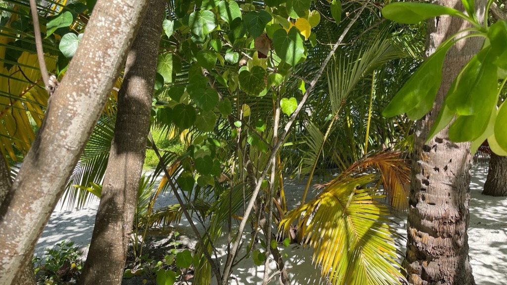 nature14