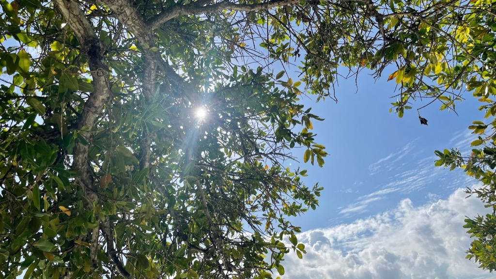 nature15