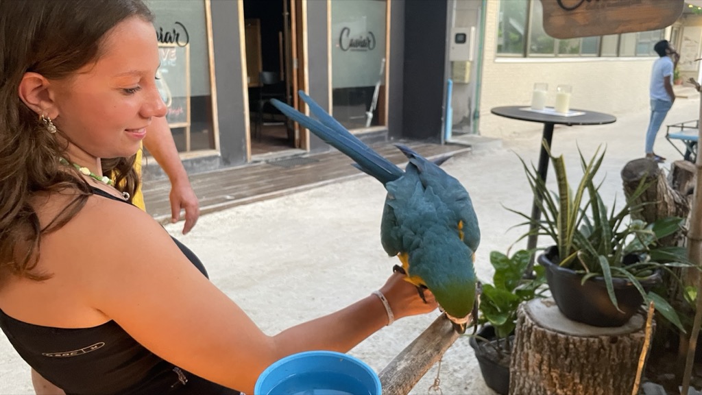 parrot02