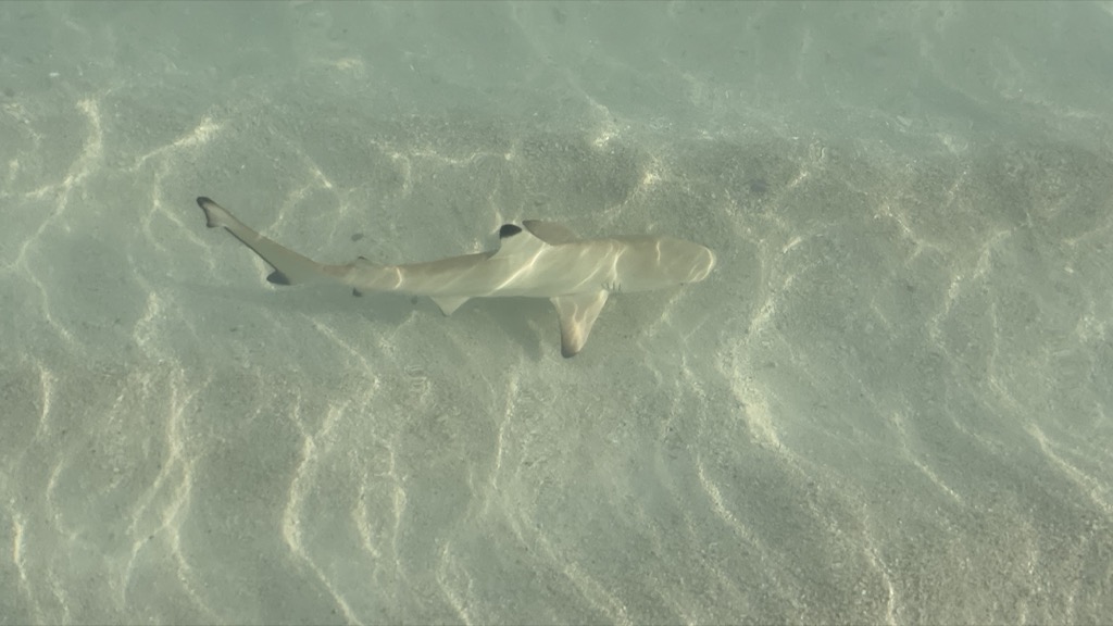 shark01