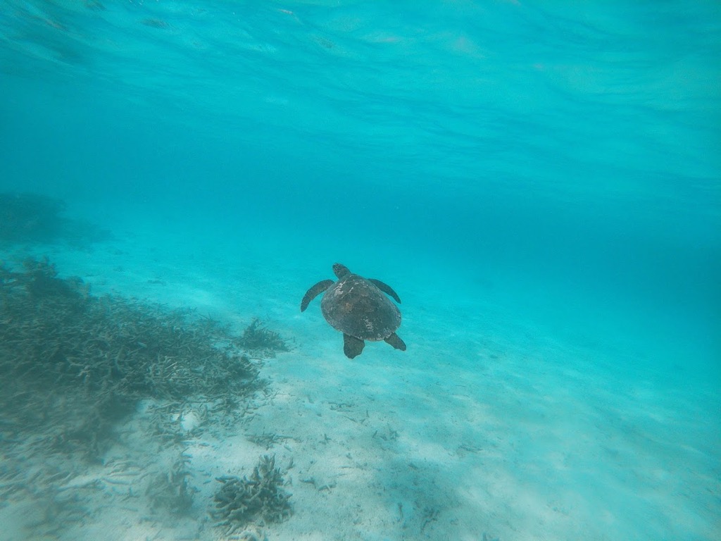 snorkel01