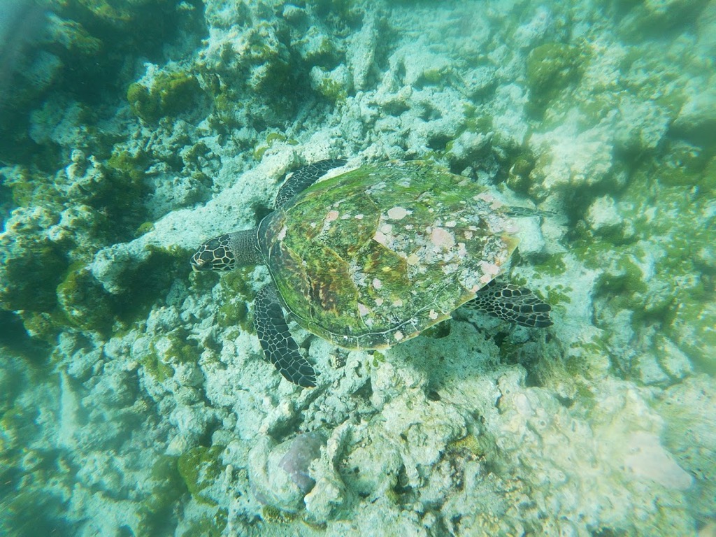 snorkel02