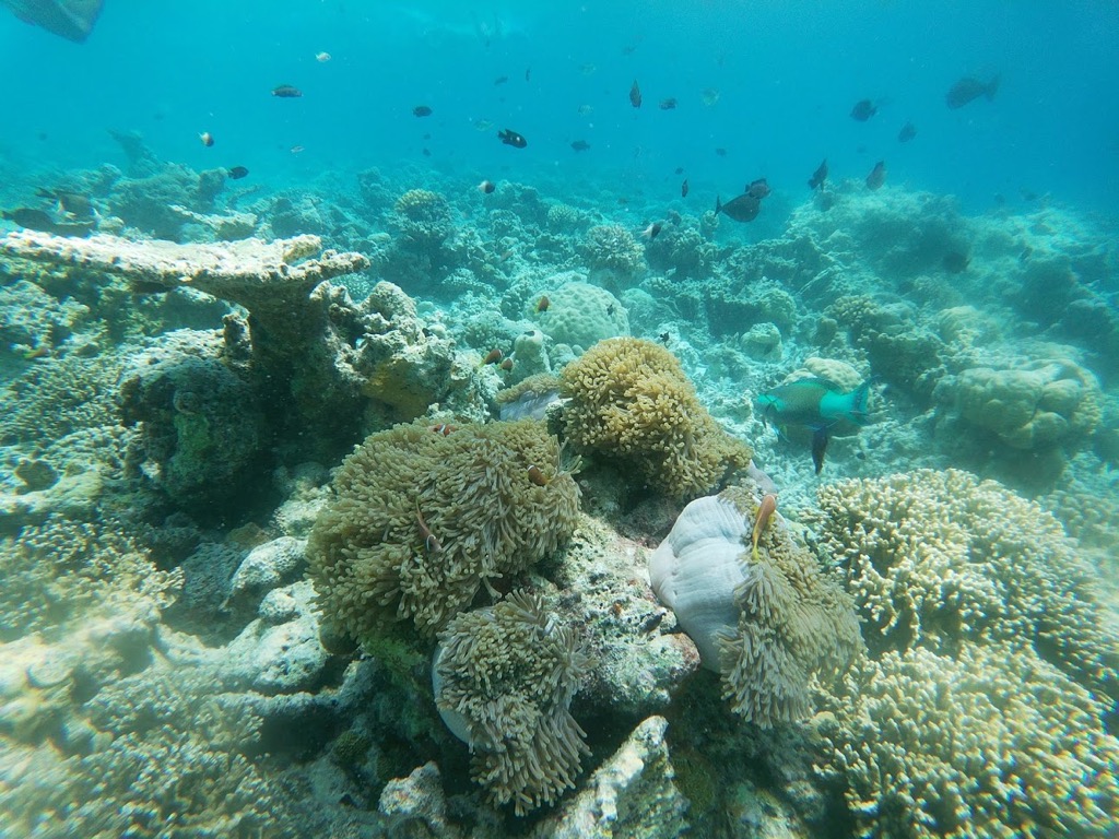 snorkel03