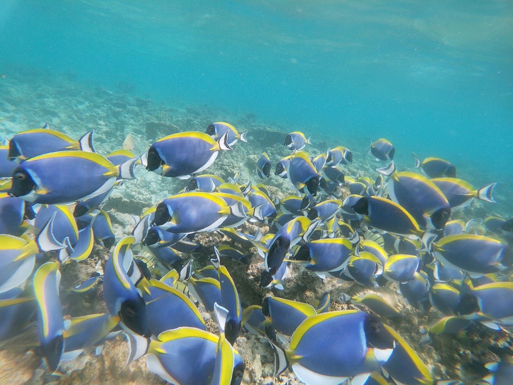 snorkel04