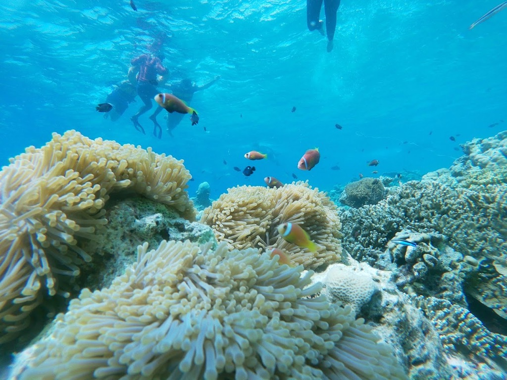 snorkel06