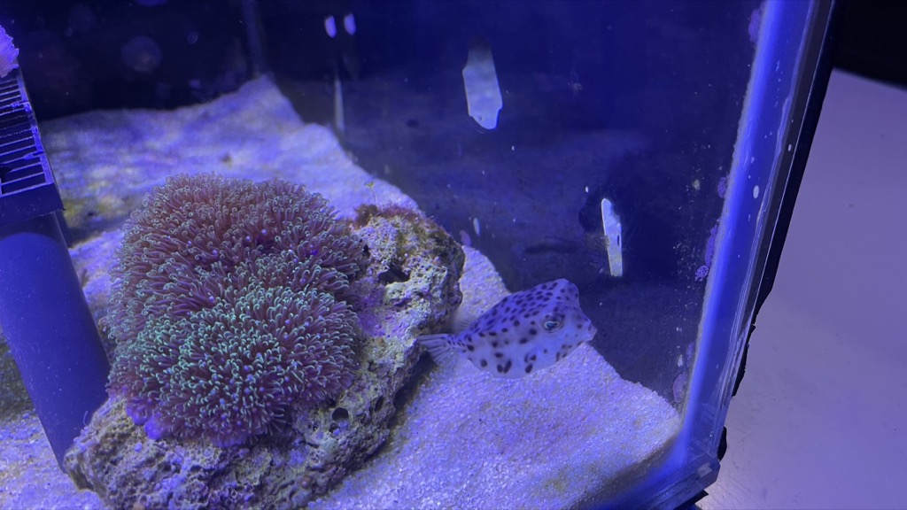 Aquarium03