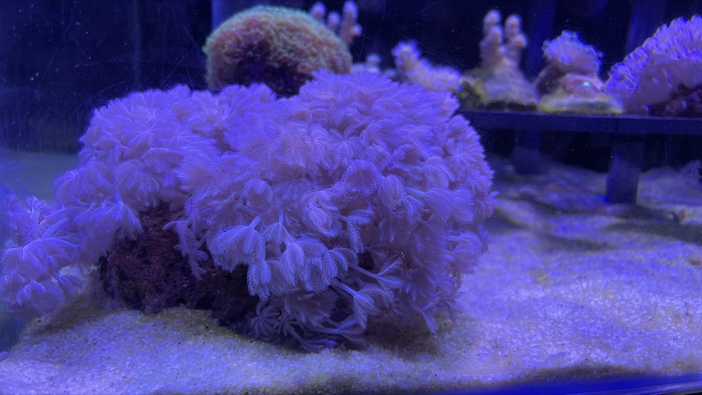 Aquarium04