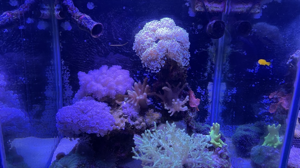 Aquarium05