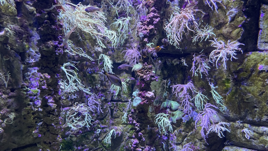 Aquarium07
