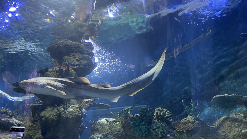 Aquarium08