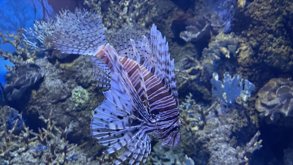 Aquarium09