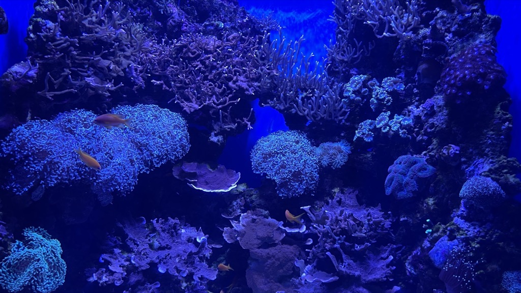 Aquarium11
