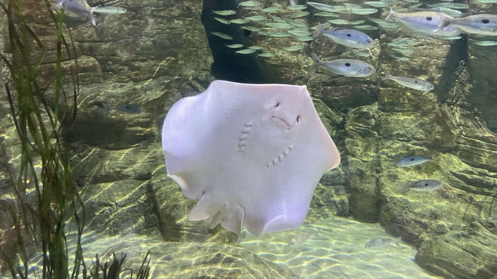 Aquarium12