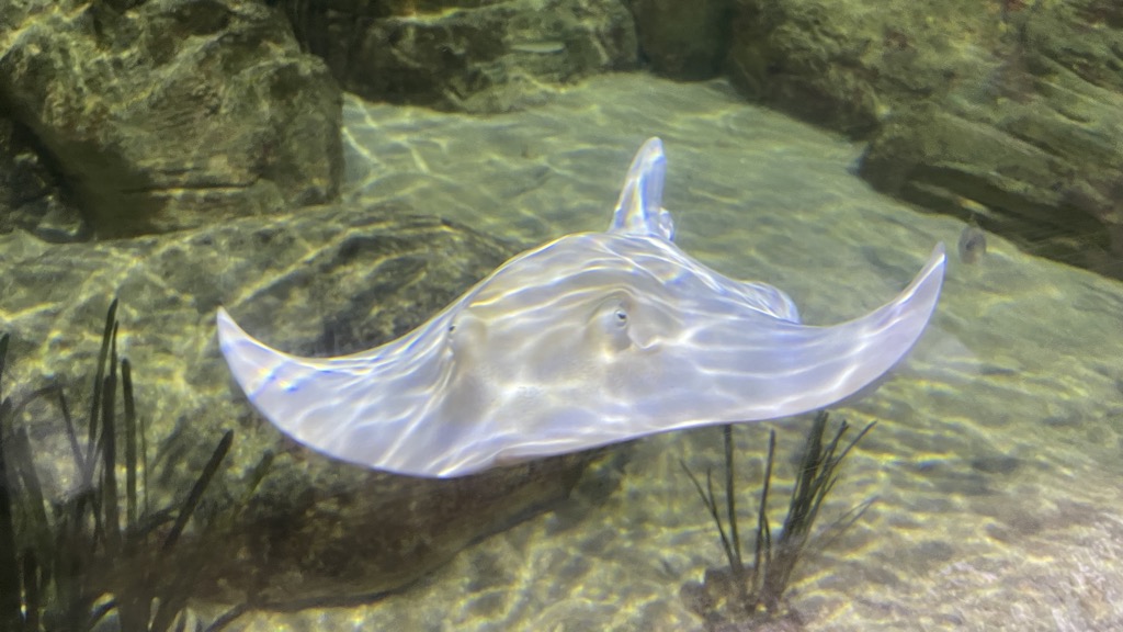 Aquarium13