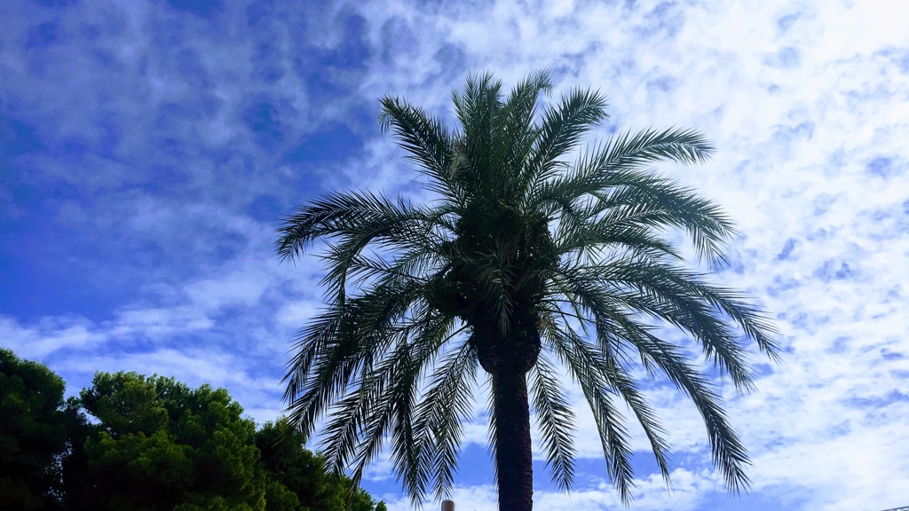 palma