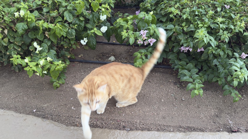 cat
