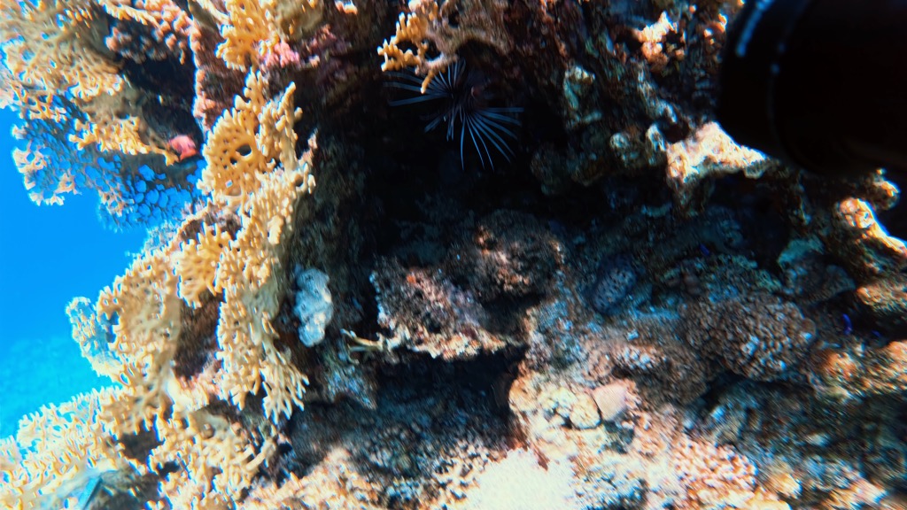dive03
