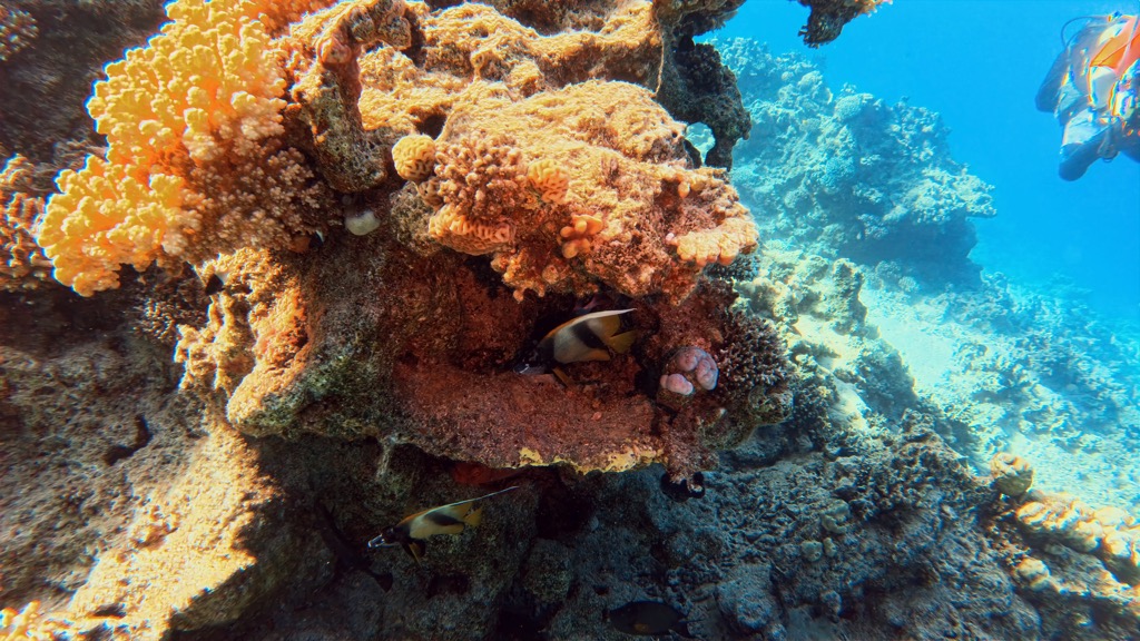 dive10